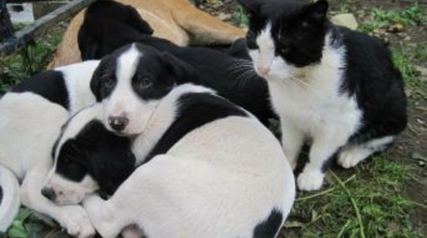 &Ccedil;ocuklara &lsquo;sokak Hayvanlarını Koruma Bilinci&rsquo; Anlatılacak