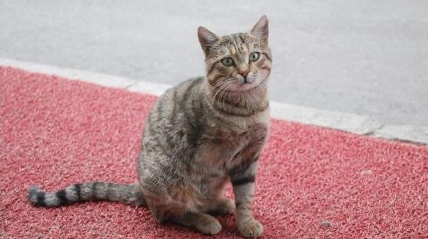 3 Bacaklı &rsquo;kahraman&rsquo;