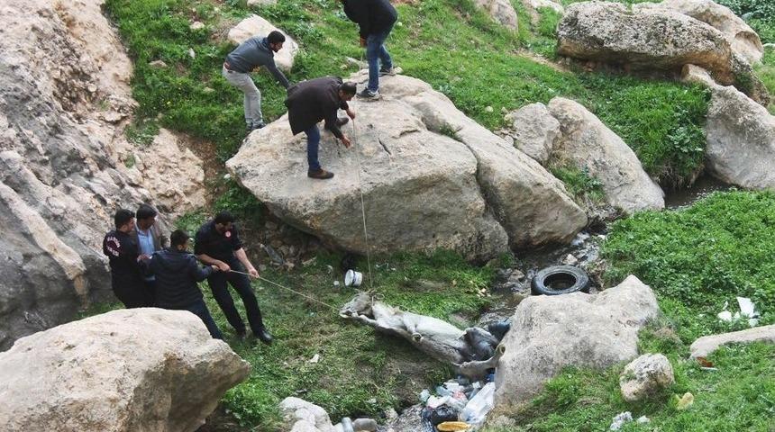 Kayalıklarda Sıkışan Katır İki G&uuml;n Sonra Kurtarıldı