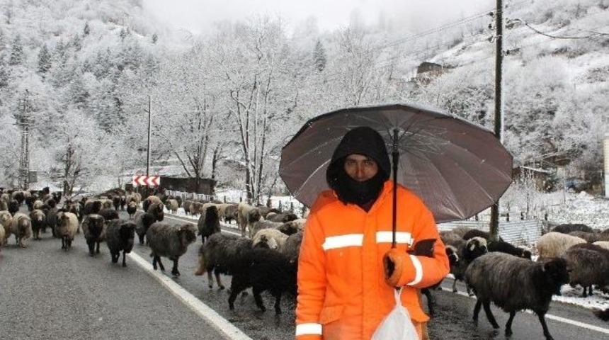 Soğuk Hava Ve Kar Yağışı Rize&rsquo;nin Y&uuml;ksek Kesimlerinde Etkili Oluyor