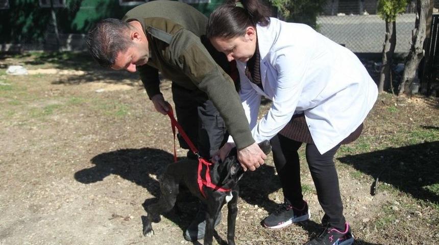 Odunpazarı Belediyesi&rsquo;nden &Uuml;cretsiz Kuduz Aşısı