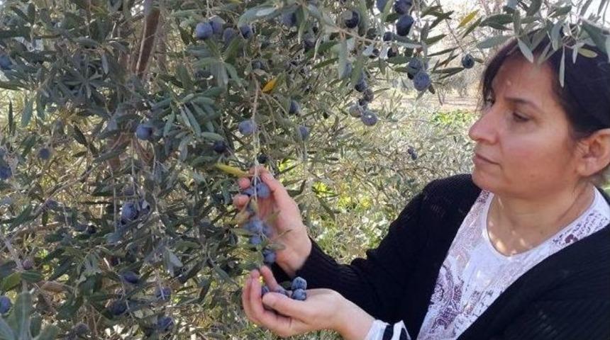 Zeytin &Uuml;reticisini &rsquo;yağmur Korkusu&rsquo; Sardı