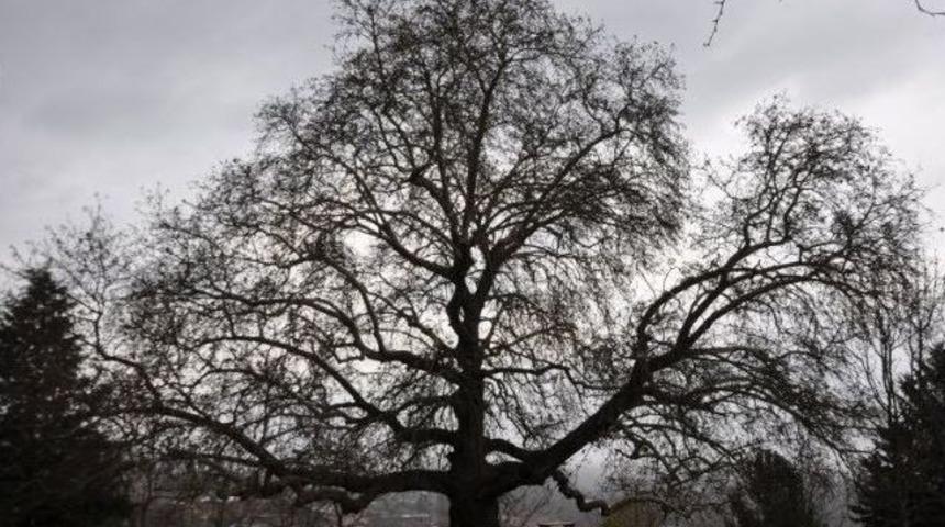 Bu &Ccedil;ınar 450 Yaşında