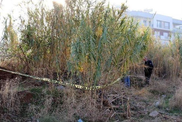 Şişe Ararken Ceset Buldu 1