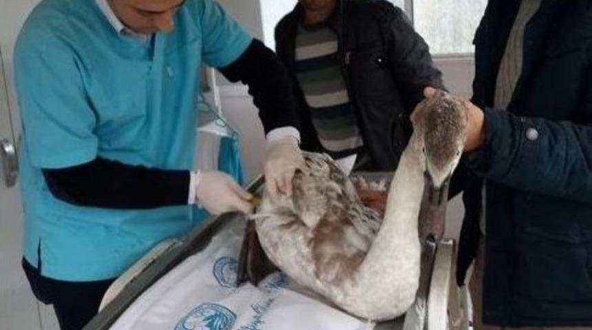 Yaralı Kuğuya Yardım Eli