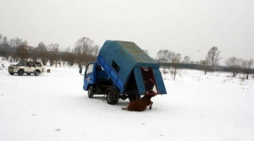 Canlı canlı aslanlara attılar