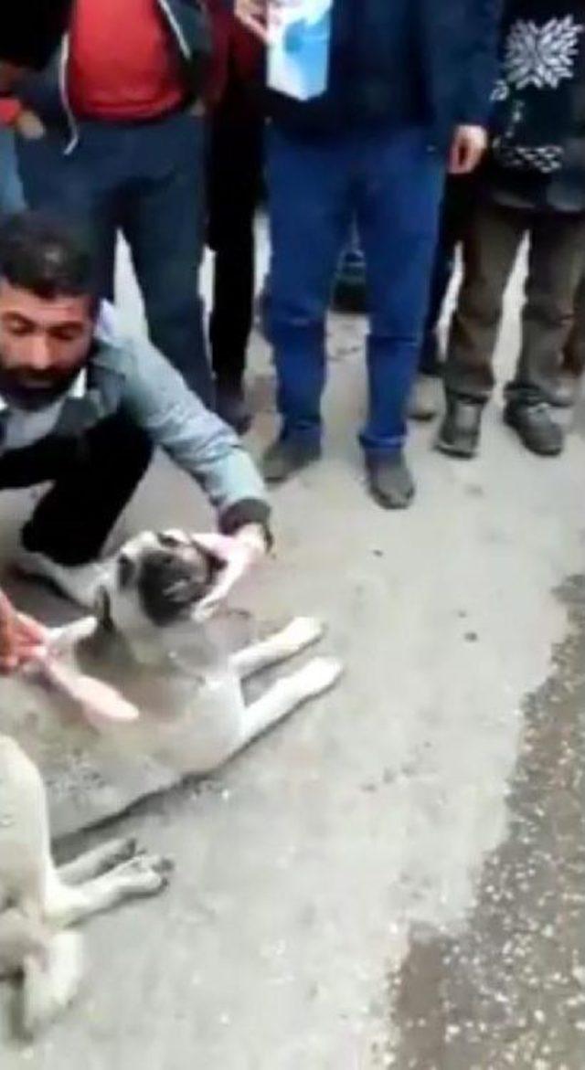 Zehirlenen Köpeğe Marketten Süt Alıp Içirdi