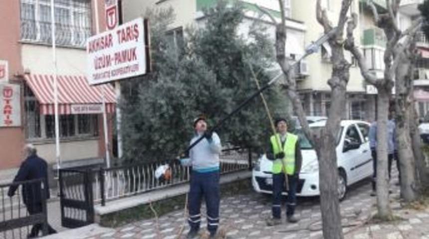 Akhisar&rsquo;da Ağa&ccedil;lara Kış Bakımı