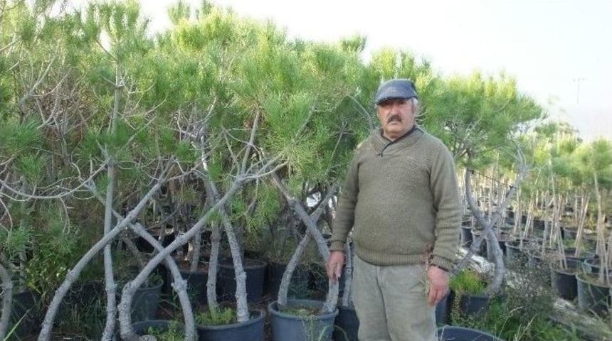 Burhaniye&rsquo;nin Fıstık&ccedil;amları İstanbul&rsquo;un Parklarını S&uuml;sleyecek