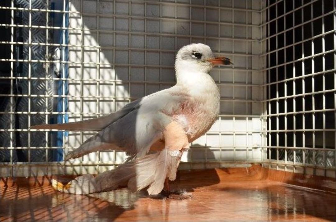 Yaralı Martıya Ambulanslı M&uuml;dahale