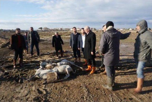 Tzob Başkanı Bayraktar, Selin Vurduğu Ayvalık ta 3