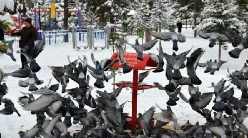 Sokak Hayvanları Ve Yılkı Atları I&ccedil;in Yem Bırakıldı