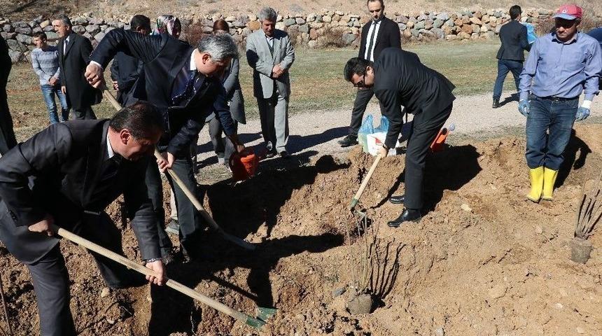 G&uuml;m&uuml;şhane&rsquo;de 7 Bin Kuşburnu Toprakla Buluştu