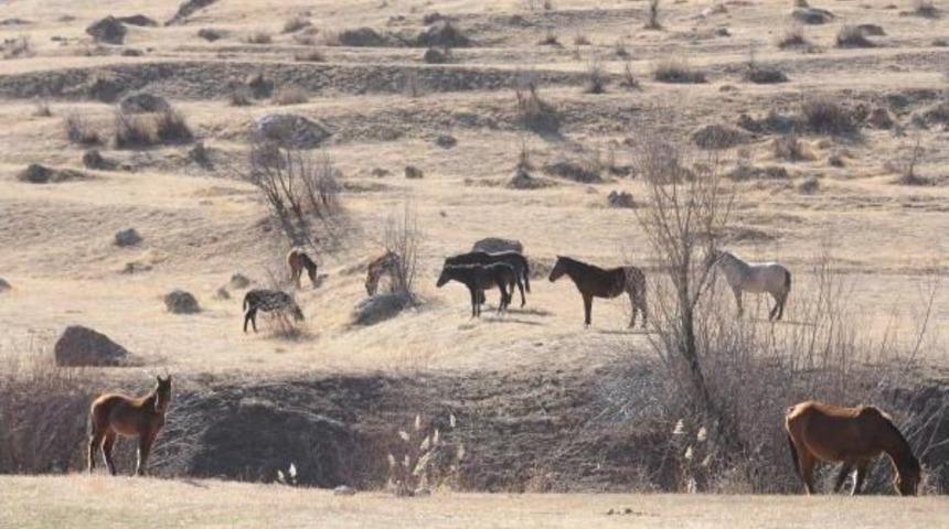 Van'da Yakalanan 63 Katır Ihaleyle Satılacak