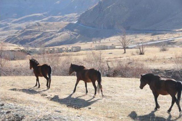 Van'da Yakalanan 63 Katır Ihaleyle Satılacak