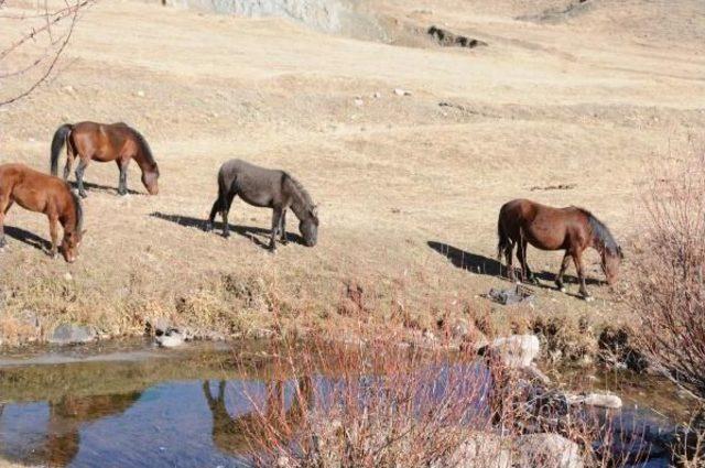 Van'da Yakalanan 63 Katır Ihaleyle Satılacak