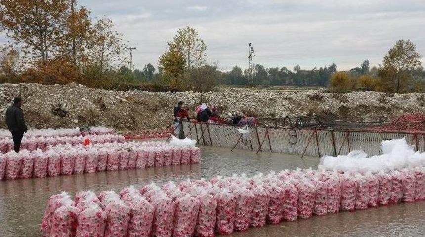 Kadirli&rsquo;de Bacasız Fabrika: Turp