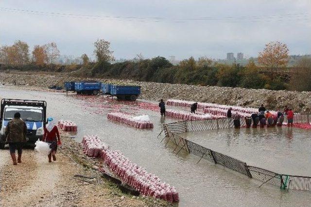 Kadirli’de Bacasız Fabrika: Turp