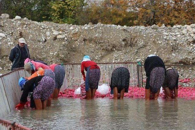 Kadirli’de Bacasız Fabrika: Turp