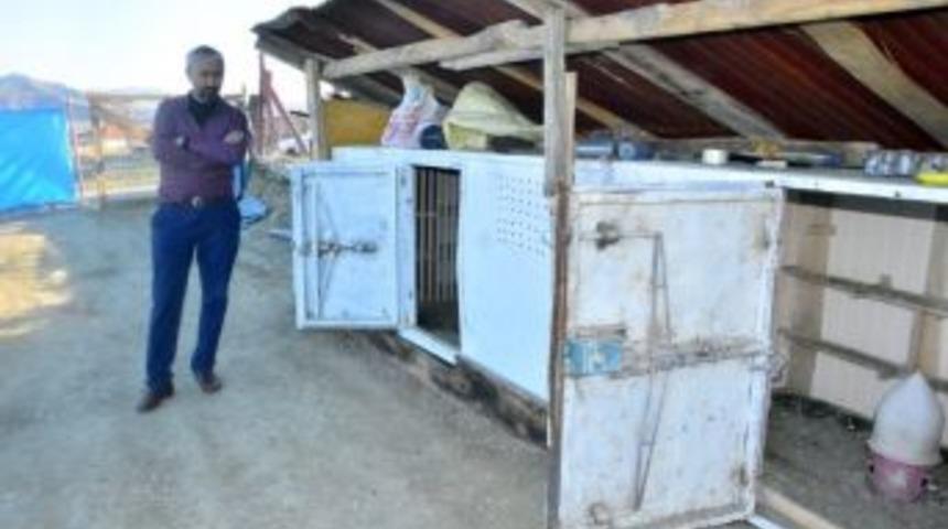 &Ccedil;orum&rsquo;da G&uuml;vercin Hırsızlığı