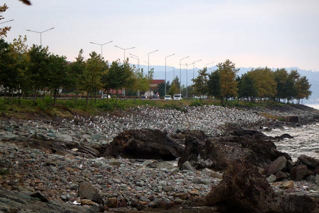 Karadeniz’in hırçın dalgaları yapay plajları yok ediyor