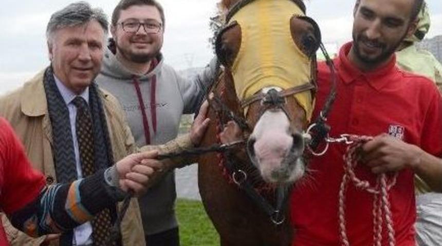 Eskişehirli Yunus G&uuml;&ccedil;l&uuml;&rsquo;n&uuml;n Arap Tayı Yarışlarda Birinci Geldi