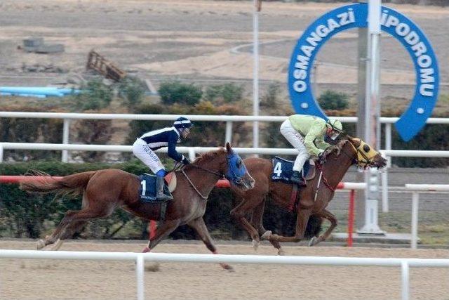 Eskişehirli Yunus Güçlü’nün Arap Tayı Yarışlarda Birinci Geldi