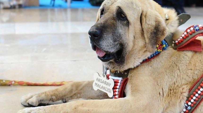 Aksaray Malaklısı İlgi Odağı Oldu
