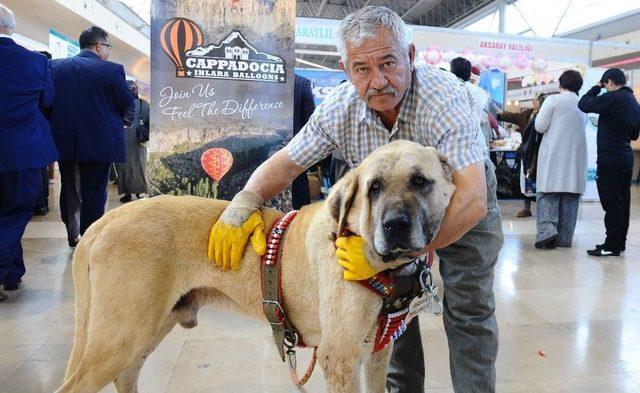 Aksaray Malaklısı İlgi Odağı Oldu