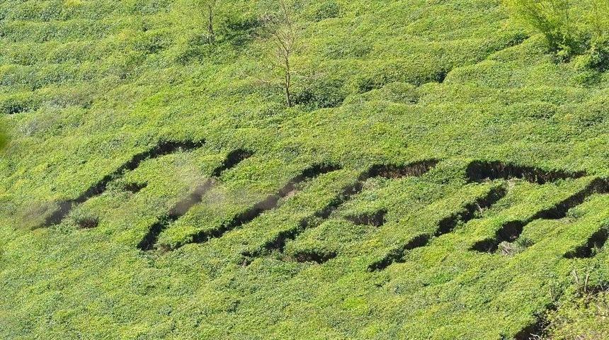 Referandumda Kullanacağı Oyu &Ccedil;ay Bah&ccedil;esine Yazdı