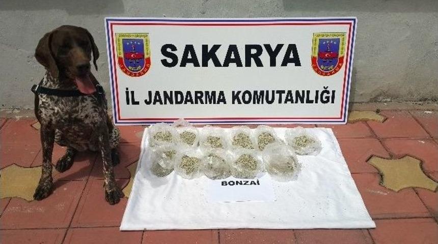 Ada &Ccedil;ayına Sinek İlacı Sıkıp &lsquo;bonzai&rsquo; Diye Satmışlar