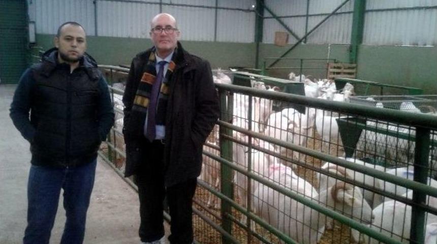 Ke&ccedil;i S&uuml;t&uuml; Anne S&uuml;t&uuml;ne Rakip