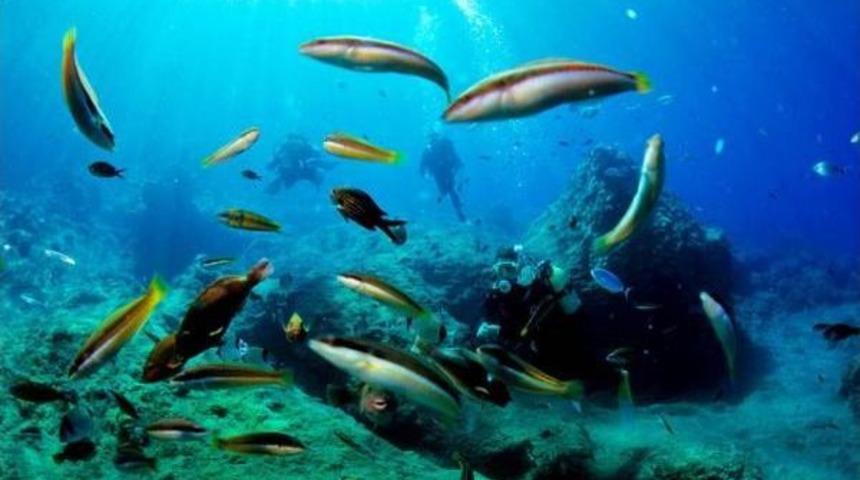 Dalış Turizminde Y&uuml;zde 100 Artış Bekleniyor