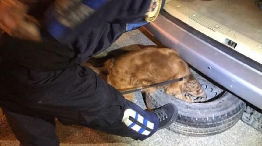 Uyuşturucu Tacirinin Yalanını "coco" Ortaya &Ccedil;ıkardı