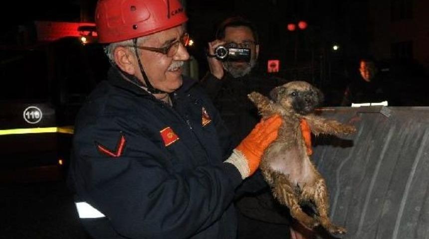 Foseptiğe D&uuml;şen Yavru K&ouml;peği Itfaiye Kurtardı