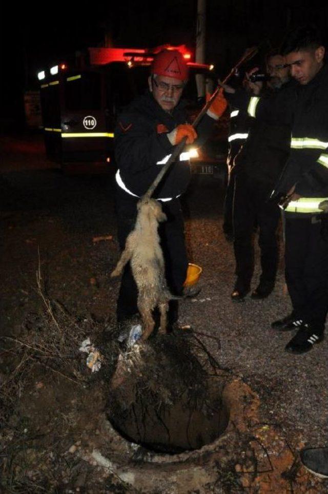 Foseptiğe Düşen Yavru Köpeği Itfaiye Kurtardı