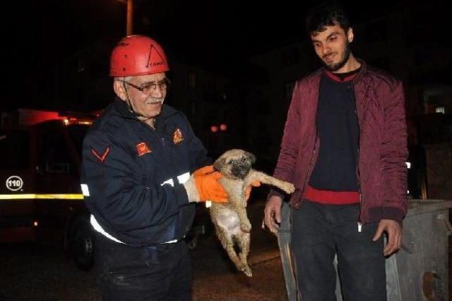 Foseptiğe Düşen Yavru Köpeği Itfaiye Kurtardı