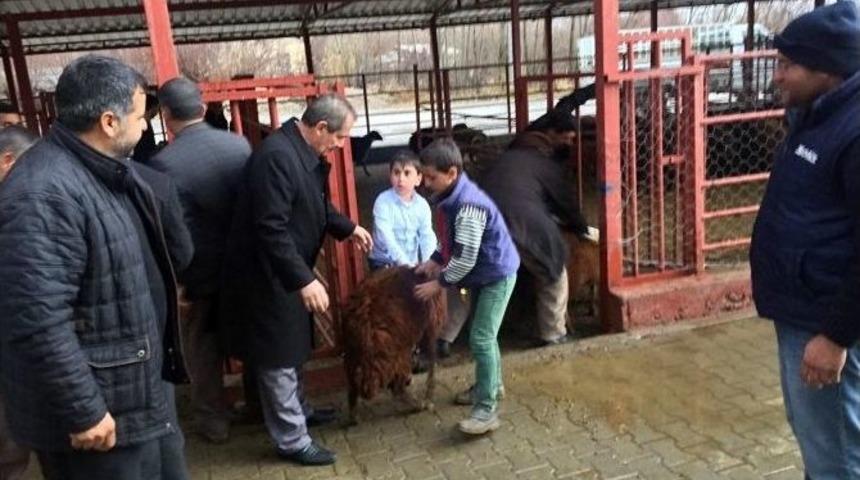 Adilcevaz&rsquo;da Gen&ccedil; &Ccedil;ift&ccedil;ilere Hibe Koyun Desteği