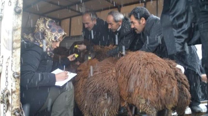 Eleşkirt&rsquo;te Gen&ccedil; &Ccedil;ift&ccedil;i Projesi Kapsamında Hayvanlar Teslim Edilmeye Başlandı