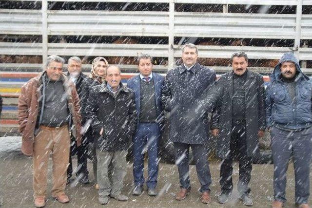 Eleşkirt’te Genç Çiftçi Projesi Kapsamında Hayvanlar Teslim Edilmeye Başlandı 1