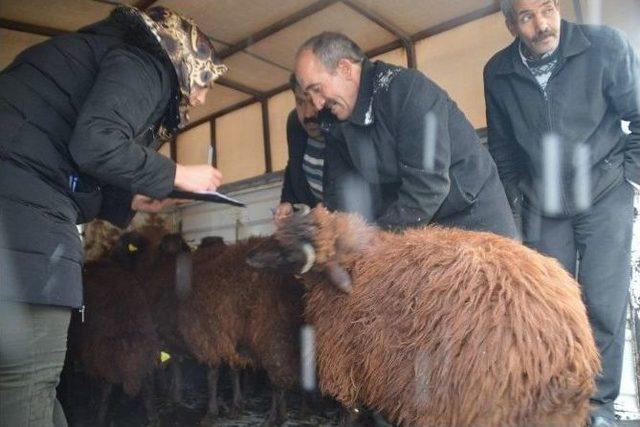 Eleşkirt’te Genç Çiftçi Projesi Kapsamında Hayvanlar Teslim Edilmeye Başlandı