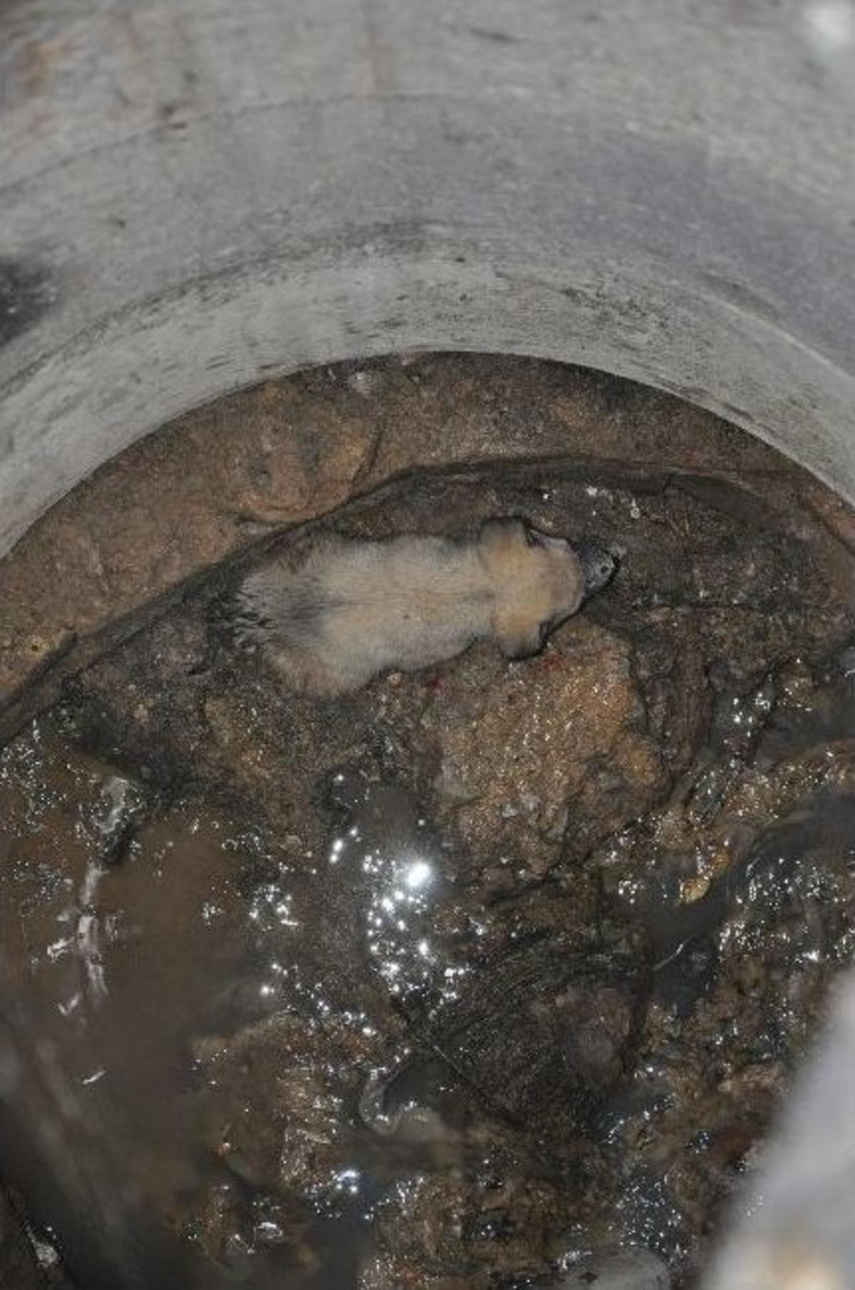 Foseptik &Ccedil;ukuruna D&uuml;şen K&ouml;peği İtfaiye Kurtardı