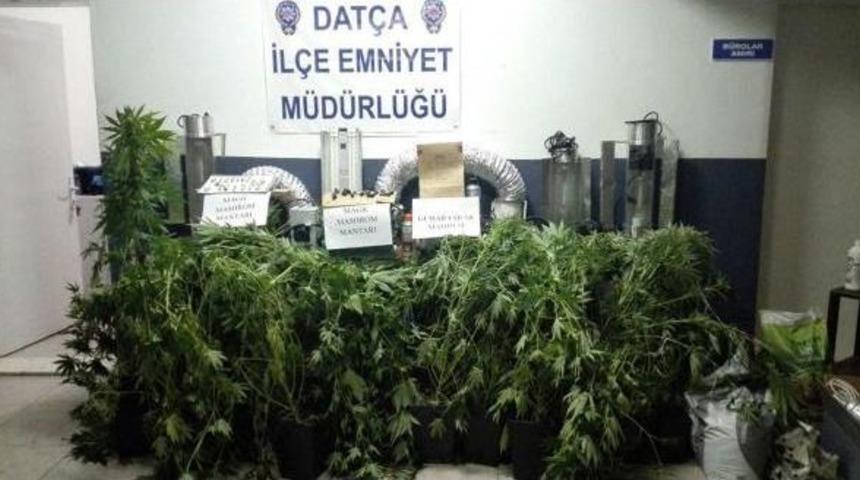 L&uuml;ks Villaya Yapılan Baskında 'sihirli Mantar' Bulundu