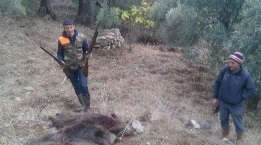 Domuzlar Bu Defa Sert Kayaya &Ccedil;arptı