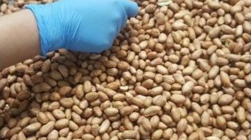 Fıstık, Depresyona Ve Kansere Karşı Kalkan Oluyor...