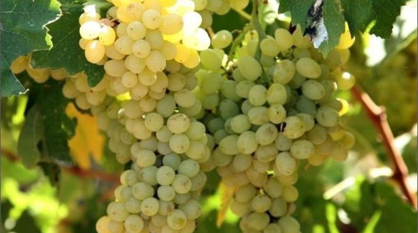 Ege&rsquo;den D&uuml;nyaya Kiraz Ve &Uuml;z&uuml;m İhra&ccedil; Edilecek