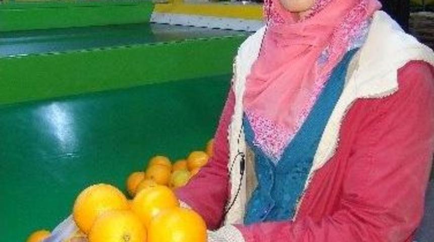 (&ouml;zel Haber) Silifke&rsquo;den Rusya&rsquo;ya Narenciye İhracatı Başladı