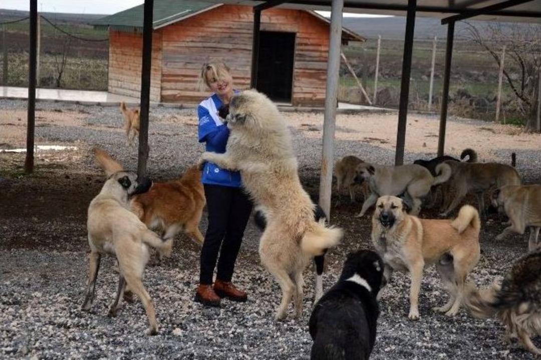 (&ouml;zel Haber) Engelli Hayvanların Yaşam Savaşı