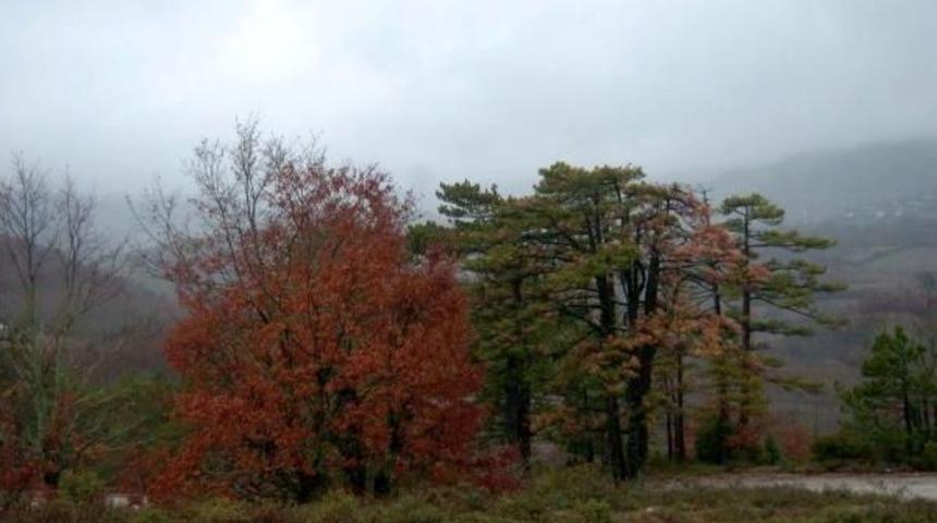 Kazdağları'ndaki Ormanlarında Korkutan Hastalık