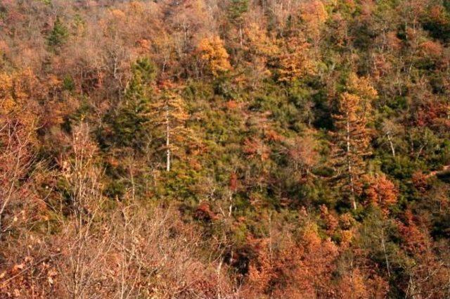 Kazdağları ndaki Ormanlarında Korkutan Hastalık 1